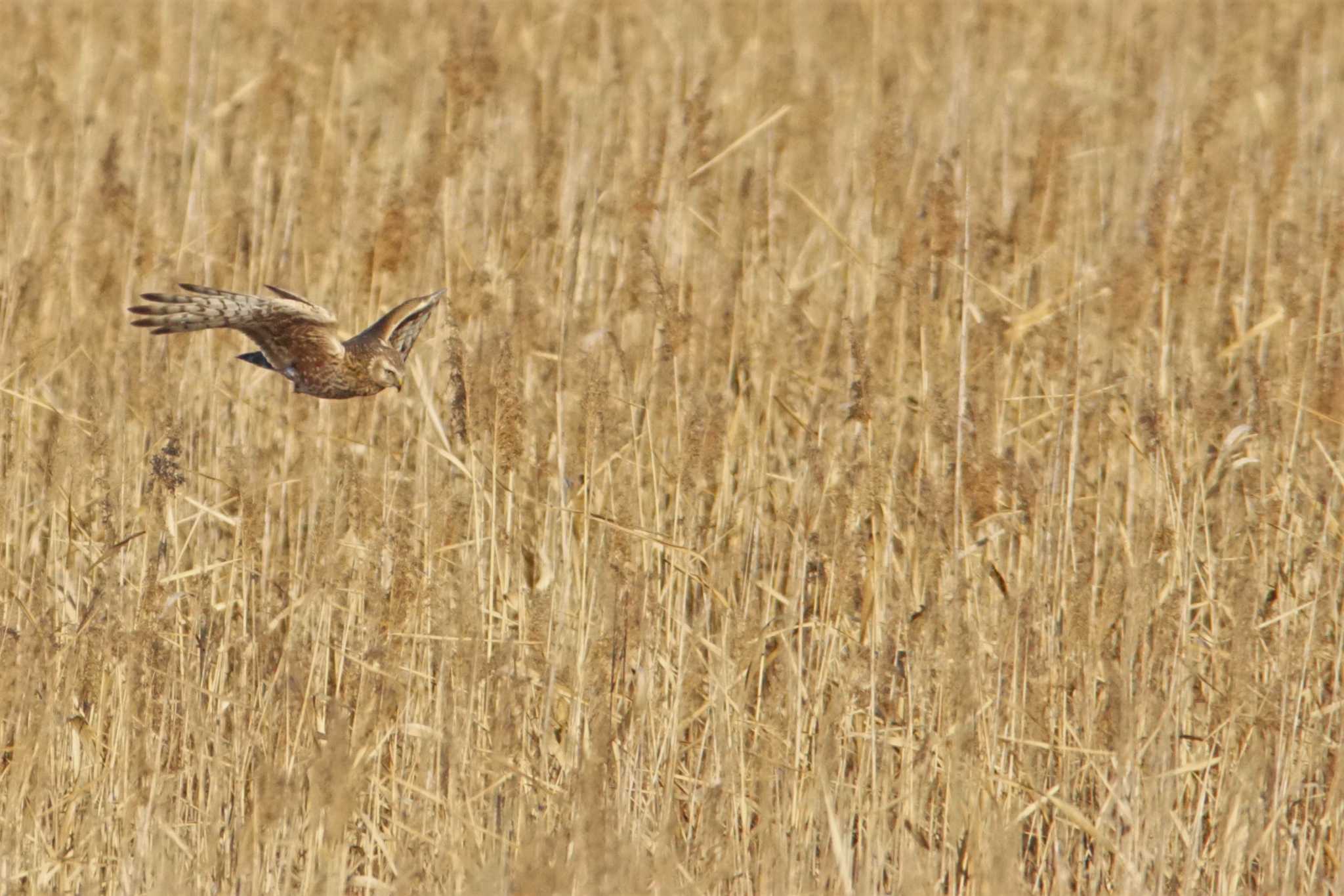 Hen Harrier