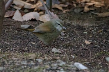 Japanese Bush Warbler 都内市街地 Fri, 1/14/2022