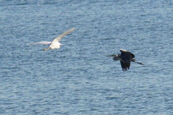 Grey Heron 荒川河川敷 Sun, 1/9/2022