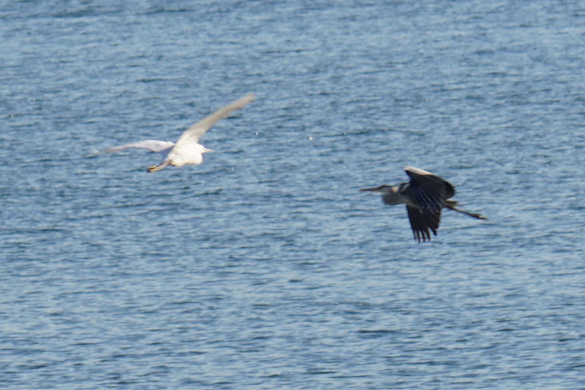 Photo of Grey Heron at 荒川河川敷 by 藤原奏冥