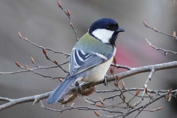 シジュウカラ 葛西臨海公園 2022年1月13日(木)