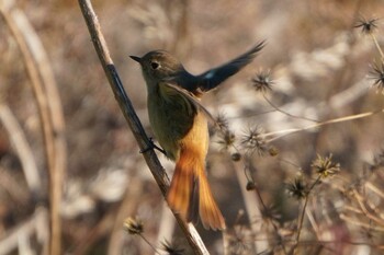 Daurian Redstart Unknown Spots Wed, 1/5/2022