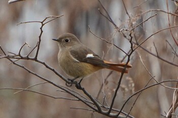 Daurian Redstart 荒川河川敷 Thu, 1/6/2022