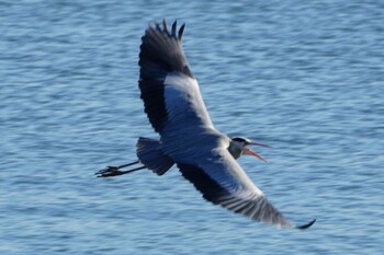 Grey Heron 荒川河川敷 Wed, 1/5/2022