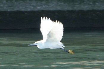 Little Egret 荒川河川敷 Wed, 1/5/2022