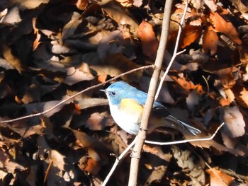 Red-flanked Bluetail Komiya Park Fri, 1/14/2022