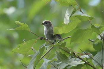Long-tailed Tit Mie-ken Ueno Forest Park Sat, 7/22/2017