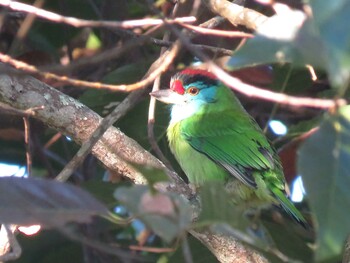 Blue-throated Barbet ドイインタノン Sun, 1/15/2017