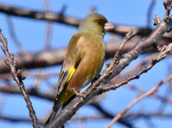 Grey-capped Greenfinch Unknown Spots Fri, 1/14/2022