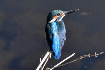 Common Kingfisher 中里公園(寒川町) Fri, 1/14/2022