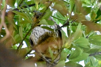 Long-eared Owl 中里公園(寒川町) Fri, 1/14/2022