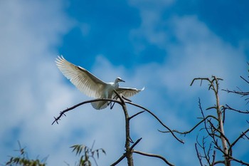 Great Egret 橿原神宮深田池 Sat, 7/22/2017