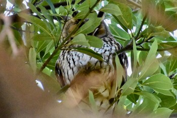 Long-eared Owl 中里公園(寒川町) Fri, 1/14/2022