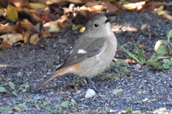 Daurian Redstart 中里公園(寒川町) Fri, 1/14/2022