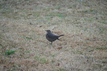 2022年1月14日(金) 松江城の野鳥観察記録