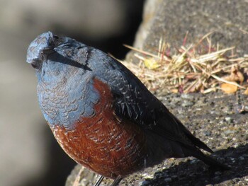 Blue Rock Thrush 並木ふなだまり公園(横浜市神奈川区) Mon, 12/27/2021