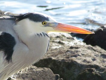 アオサギ 並木ふなだまり公園(横浜市金沢区) 2022年1月13日(木)