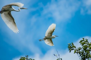 Great Egret 橿原神宮深田池 Sat, 7/22/2017