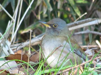 Pale Thrush 菅田みどりの丘公園(横浜市神奈川区) Fri, 1/14/2022