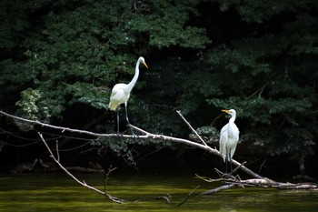 Great Egret 橿原神宮深田池 Sat, 7/22/2017