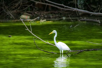 Great Egret 橿原神宮深田池 Sat, 7/22/2017