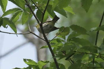 Warbling White-eye Mie-ken Ueno Forest Park Sat, 7/22/2017