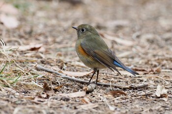 ルリビタキ 北本自然観察公園 2022年1月10日(月)