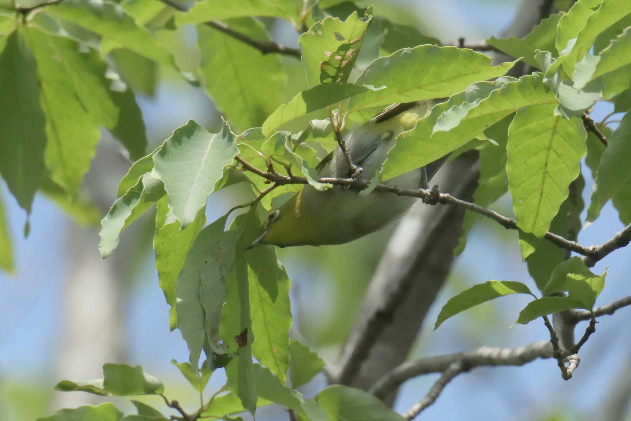 Photo of Warbling White-eye at Mie-ken Ueno Forest Park by masatsubo