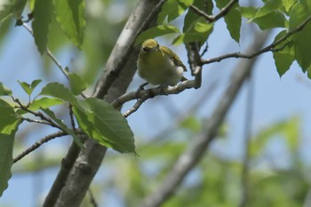 Warbling White-eye Mie-ken Ueno Forest Park Sat, 7/22/2017