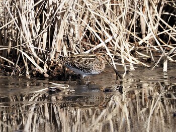 2022年1月14日(金) 水元公園の野鳥観察記録