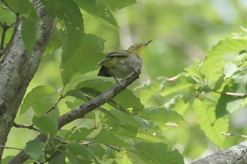 Warbling White-eye Mie-ken Ueno Forest Park Sat, 7/22/2017