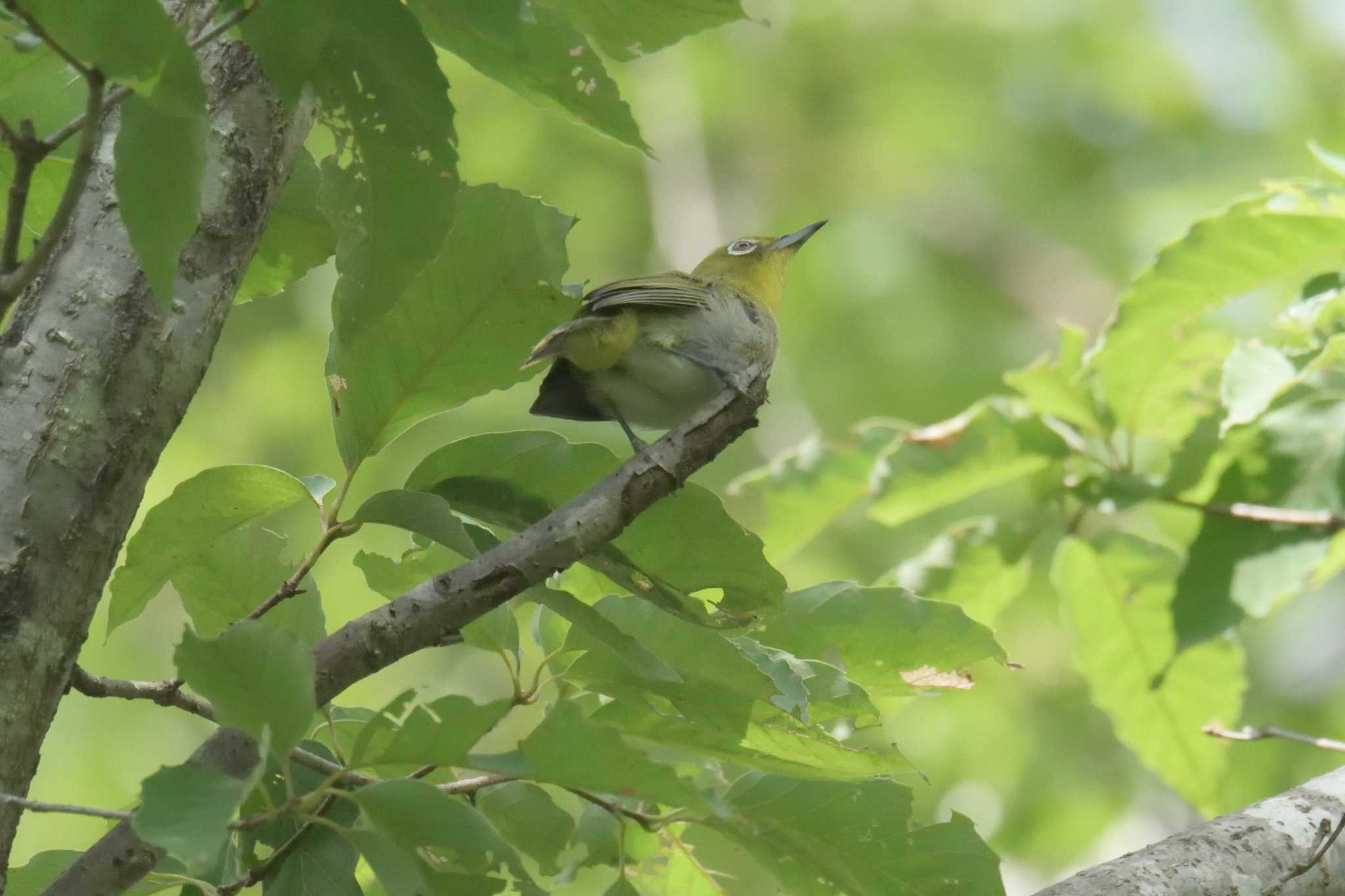 Photo of Warbling White-eye at Mie-ken Ueno Forest Park by masatsubo