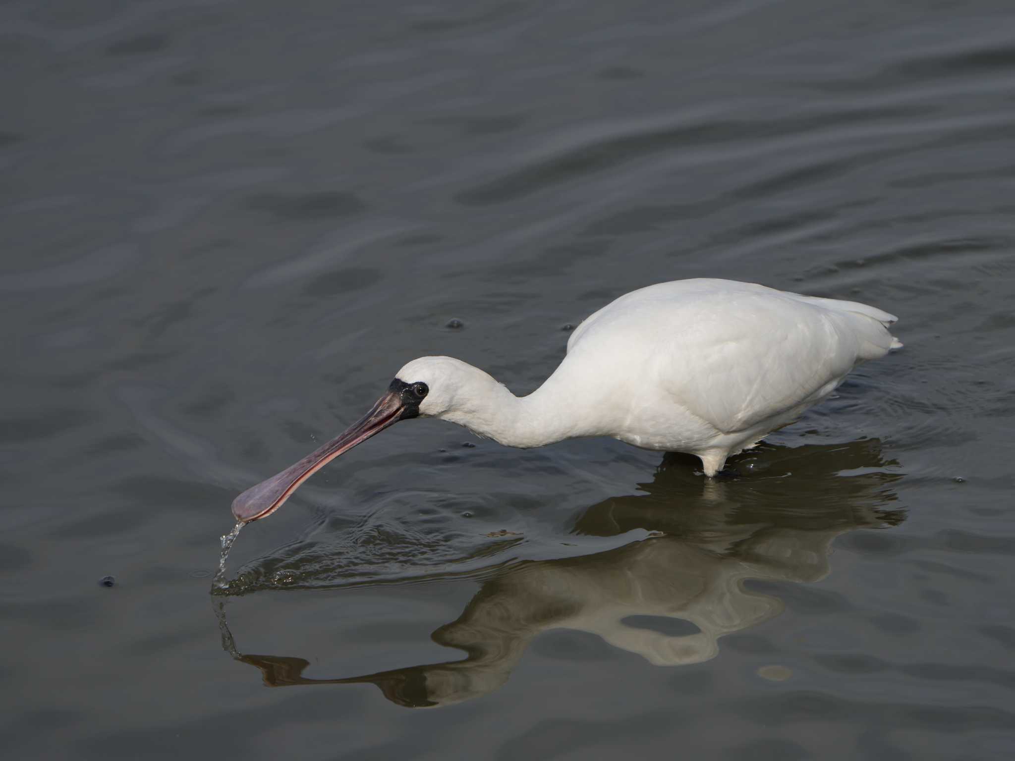 Black-faced Spoonbill