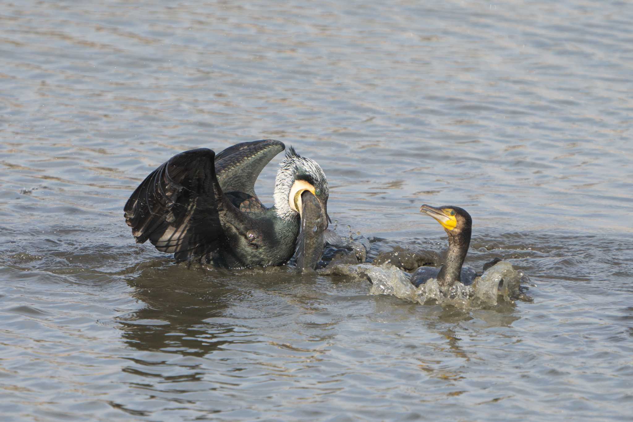 Great Cormorant