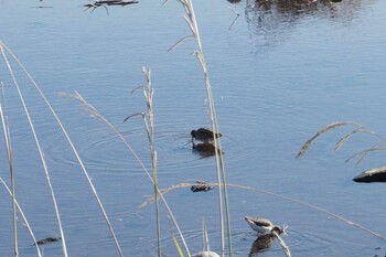 Common Sandpiper 江津湖 Sat, 1/15/2022