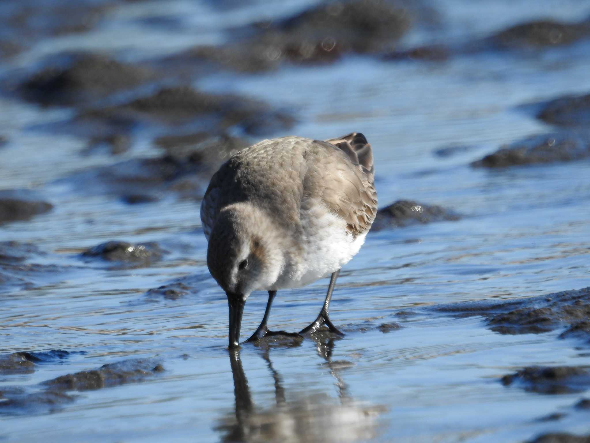 ふなばし三番瀬海浜公園 ミユビシギの写真 by つきお