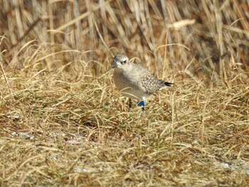 2022年1月14日(金) ふなばし三番瀬海浜公園の野鳥観察記録