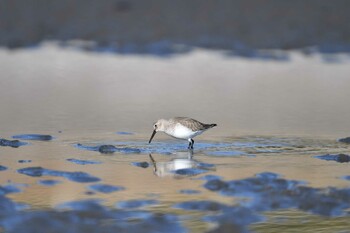 Dunlin Sambanze Tideland Sat, 1/8/2022