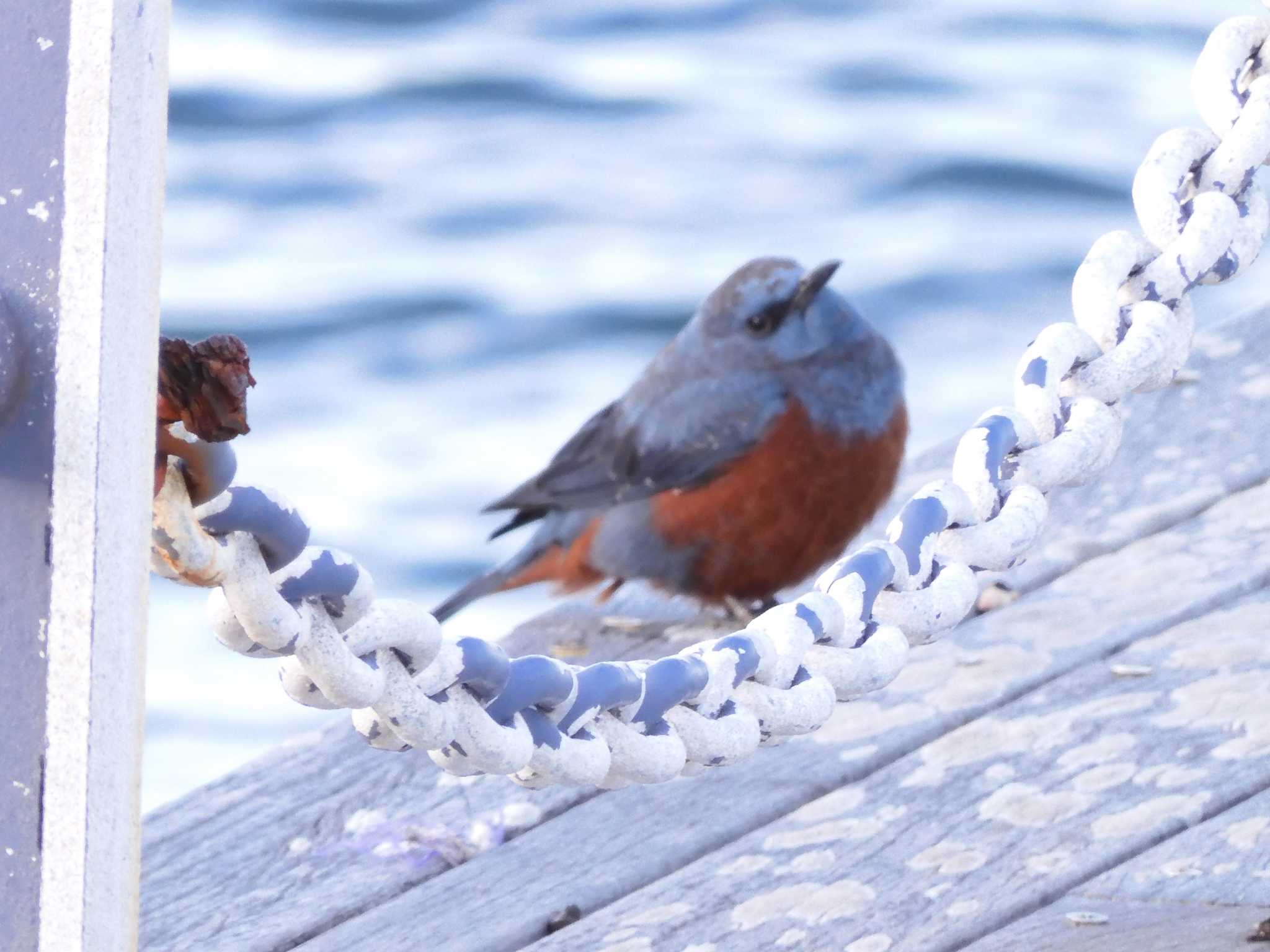 Photo of Blue Rock Thrush at 時津港(長崎県西彼杵郡時津町浦郷 by ひよひよ