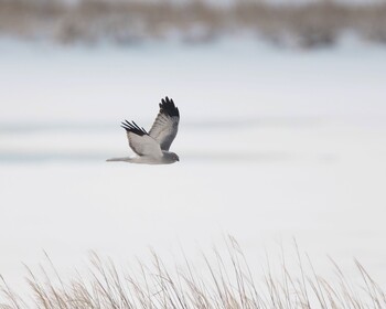 Hen Harrier Notsuke Peninsula Thu, 12/30/2021