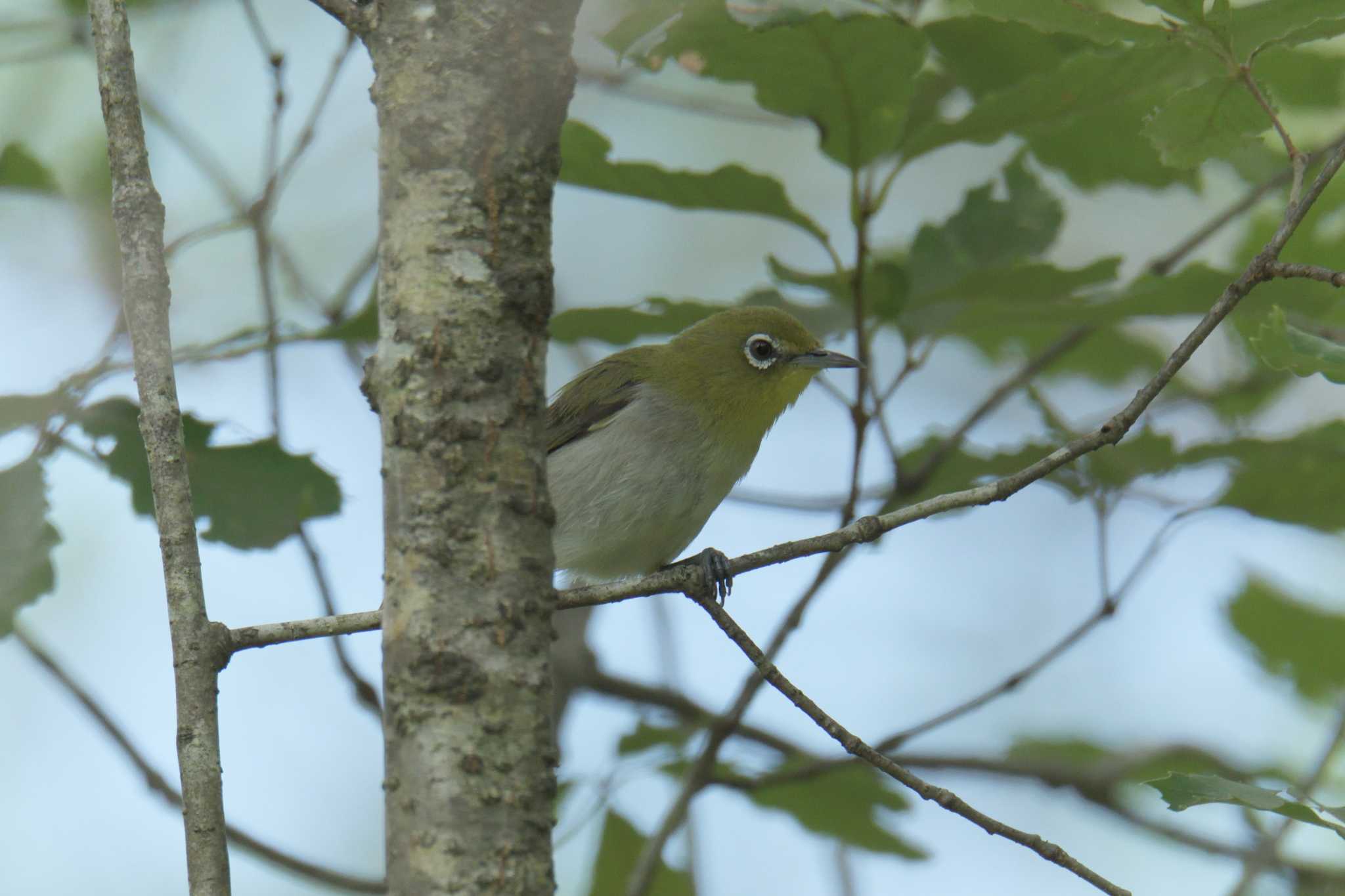 Photo of Warbling White-eye at Mie-ken Ueno Forest Park by masatsubo