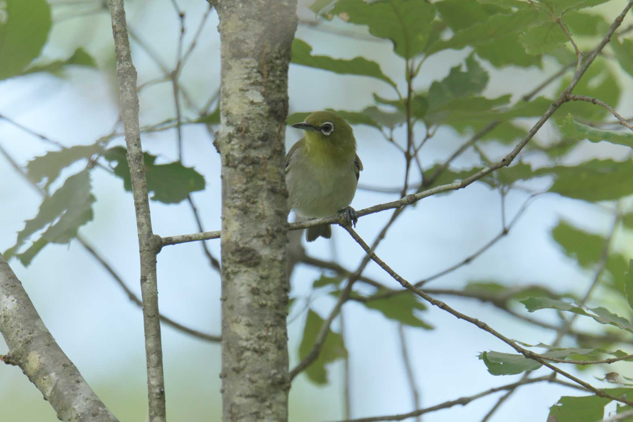 三重県上野森林公園 メジロの写真 by masatsubo