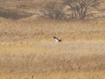 Oriental Stork Watarase Yusuichi (Wetland) Sun, 12/26/2021