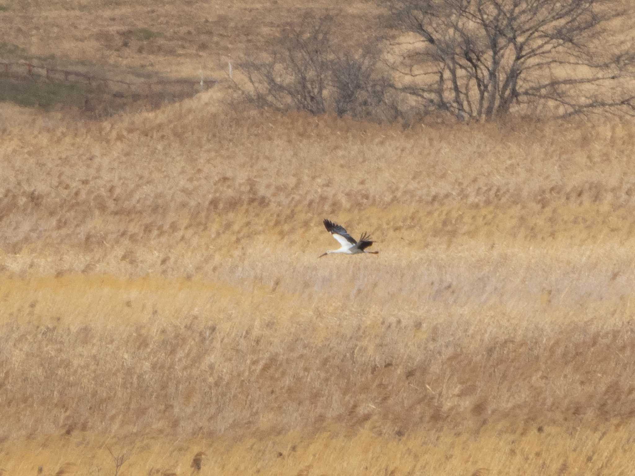 Oriental Stork