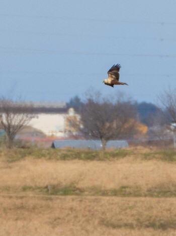 Eastern Marsh Harrier Watarase Yusuichi (Wetland) Sun, 12/26/2021