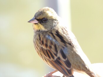 2022年1月14日(金) 狭山丘陵の野鳥観察記録