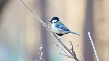 シジュウカラ 秋ヶ瀬公園 2022年1月8日(土)