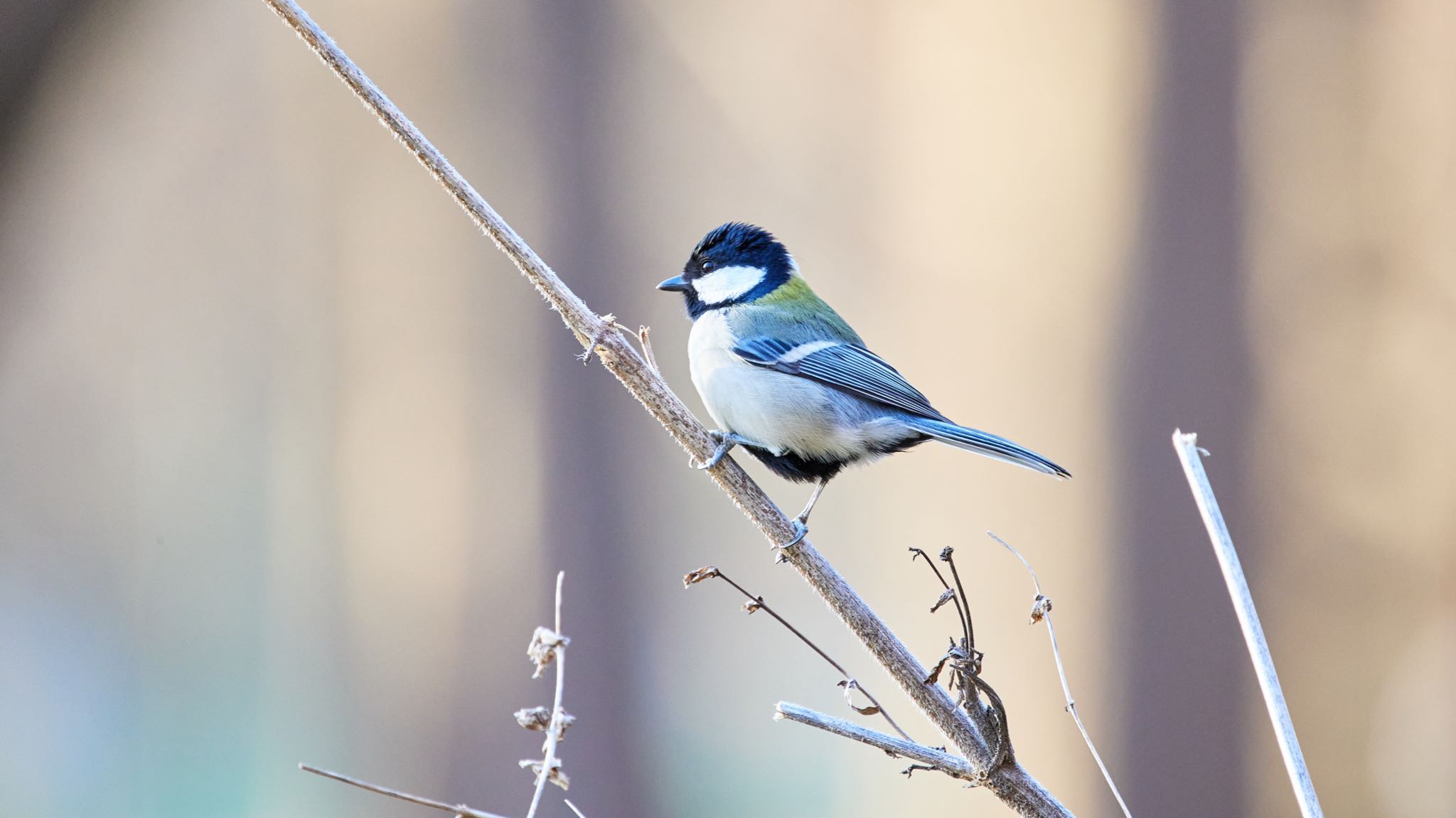 Photo of Japanese Tit at Akigase Park by なか