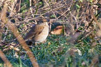 Pale Thrush Akigase Park Sat, 1/8/2022