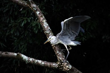 Grey Heron 橿原神宮深田池 Sat, 7/22/2017